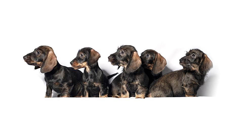 wirehair dachshunds.jpg